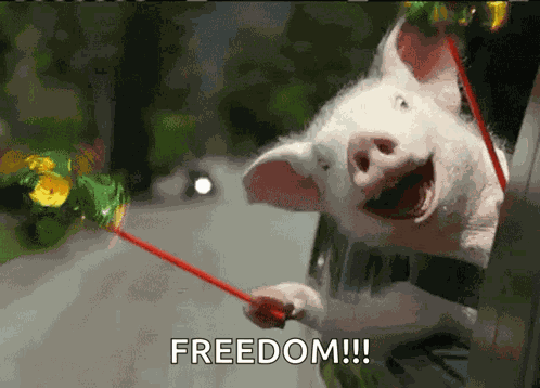 Freedom Roadtrip GIF