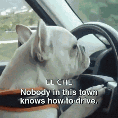 French Bulldog Driving GIF