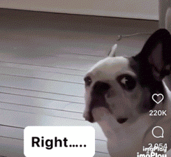 Frenchie Right GIF
