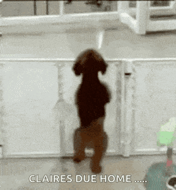 Freude Hund GIF