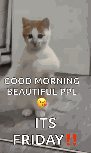 Friday Cat GIF