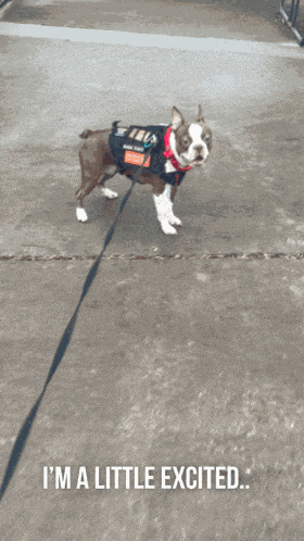 Friday Feeling Boston Terrier GIF