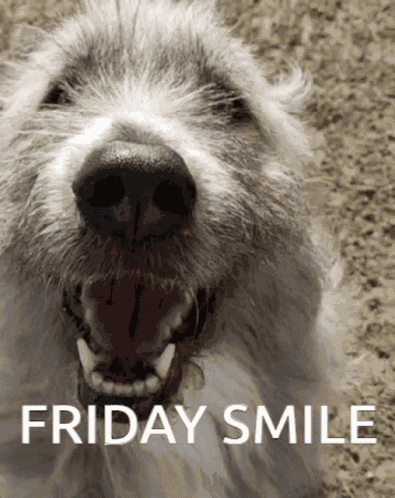Friday Smile Friday GIF