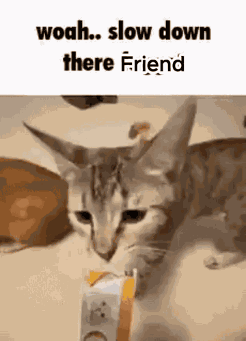 Friend Cat GIF