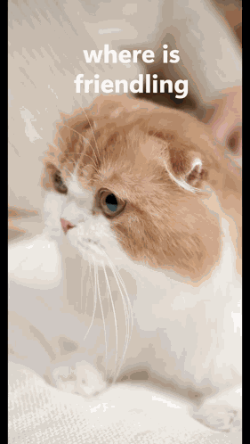 Friendling Where Is Friendling GIF