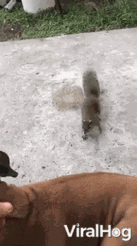 Friendship Dog GIF