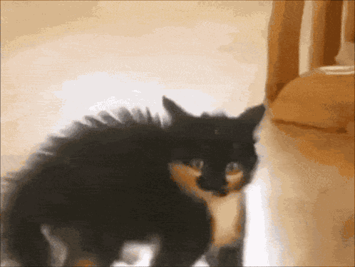 Frightened Kitten GIF