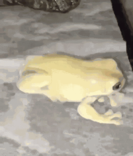 Frog GIF