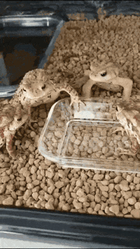 Frog Crazy GIF