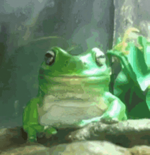 Frog Discord GIF