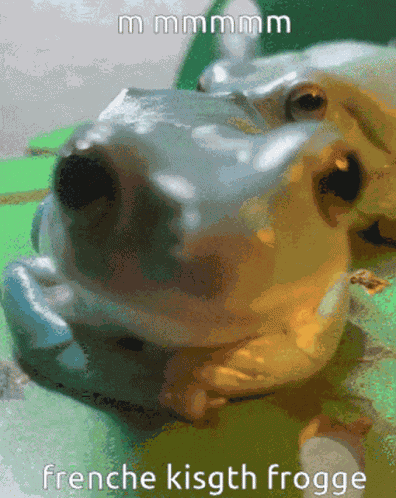 Frog French Kiss GIF