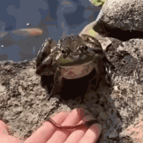 Frog Jumping Slow Mo GIF