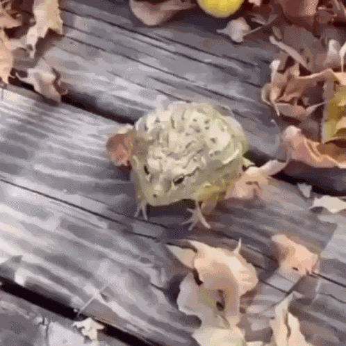 Frog Lebingus GIF