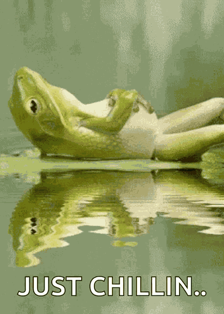 Frog Lily GIF