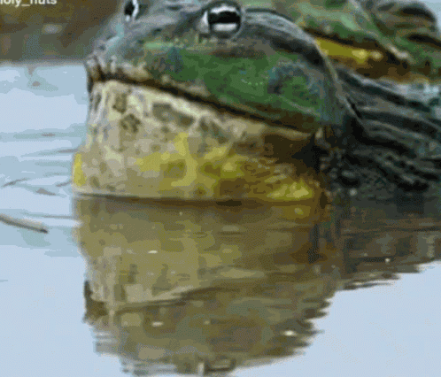 Frog GIF