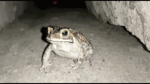 Froge Froge Concern GIF