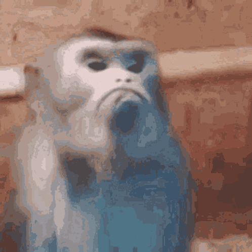 Frowning Monkey GIF