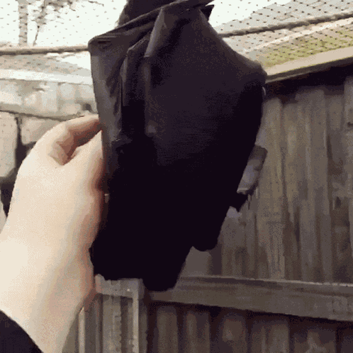 Fruit Bat Ear Wiggle GIF