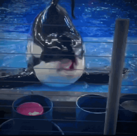 Ftc Orca Tongue Out GIF