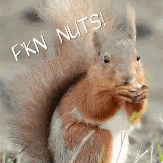 Fucking Nuts Squirrel GIF