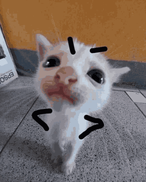 Fuckingidiotcat Meme