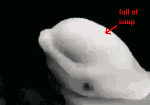Full Of Soup Beluga GIF