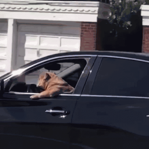 Fun Pet Pet Fun GIF