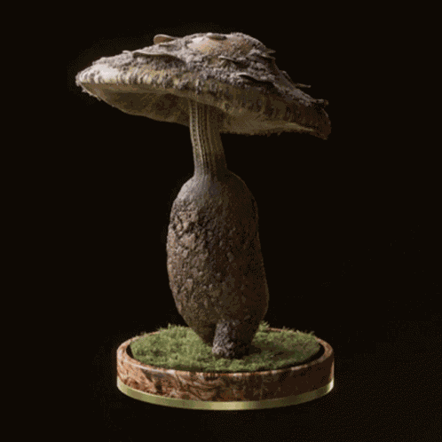 Fungi59 Fungiblefungi59 GIF