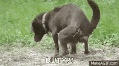 Funny Animal GIF