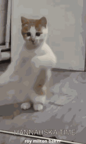 Funny Animal Dancing Cat GIF