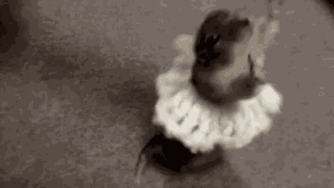 Funny Animal GIF