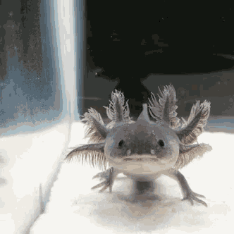 Funny Animals Axolotl GIF