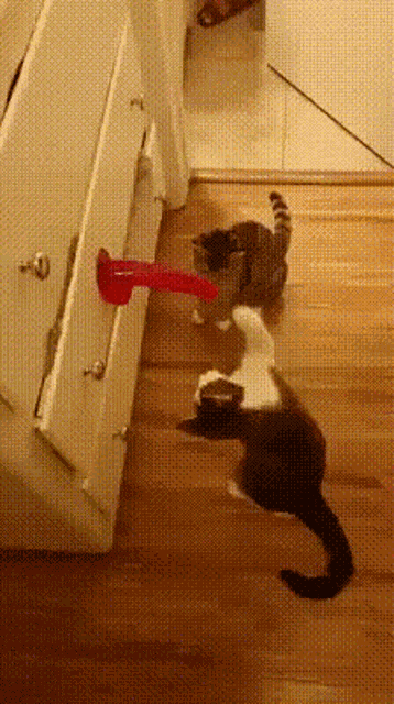 Funny Animals Cats GIF