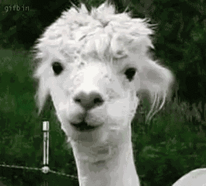 Funny Animals Chewing GIF
