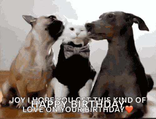 Funny Animals Dance GIF