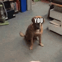 Funny Animals Dog GIF