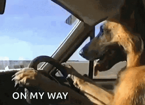 Funny Animals Dogs GIF