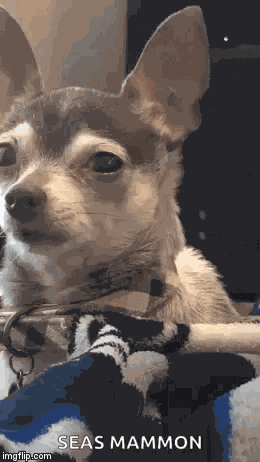 Funny Animals Dogs GIF