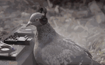Funny Animals Dove GIF