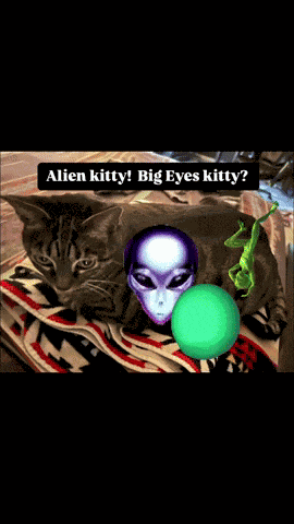 Funny Animals Funny Memes GIF