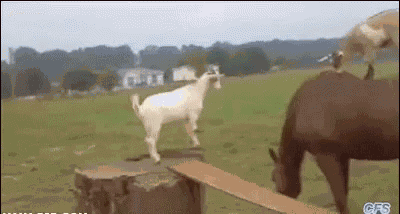 Funny Animals Goats GIF