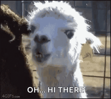 Funny Animals GIF