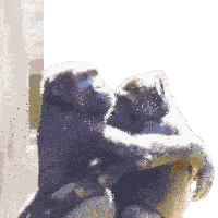 Funny Animals Joke Sticker