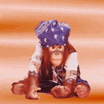 Funny Animals Joke GIF