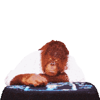 Funny Animals Joke Sticker