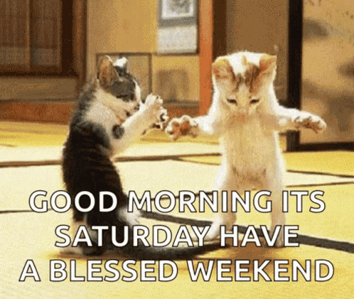 Funny Animals Kitty GIF
