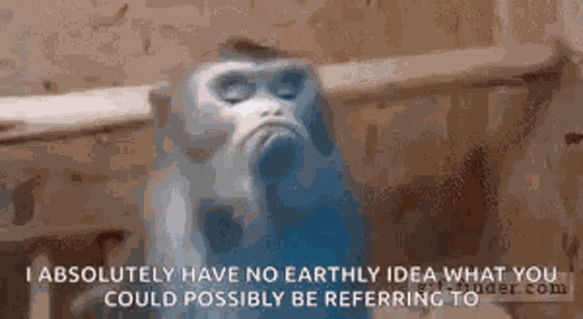 Funny Animals Monkey GIF