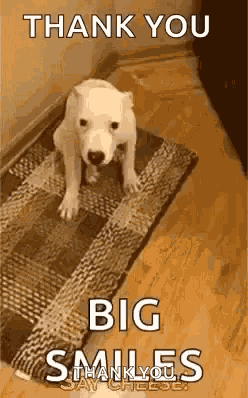 Funny Animals Say Cheese GIF