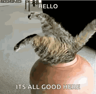 Funny Animals Stuck GIF