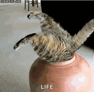Funny Animals Stuck GIF